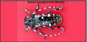Help search for the Asian beetle