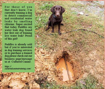 ‘Puddles’ — The leak detecting dog ‘Puddles’ — The leak detecting dog