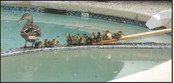 Duck … Duck … Duck … Problem? Duck … Duck … Duck … Problem?