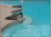 What ado about waterfowl? What ado about waterfowl?