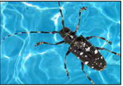 Beetles in your skimmer? Call authorities