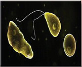 What is Naegleria Fowleri? What is Naegleria Fowleri?