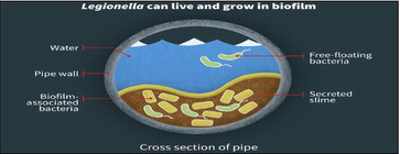 Why Legionella survives in pipes