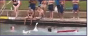 No silly geese in Barton Springs No silly geese in Barton Springs