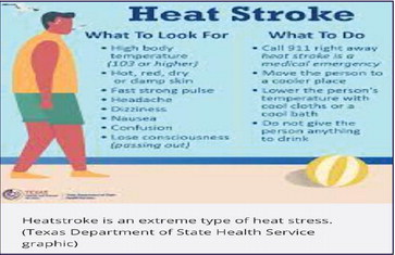 Heat stroke — it can can kill you Heat stroke — it can can kill you