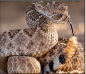 Check your pool noodle for snakes Check your pool noodle for snakes
