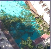 Falling tree kills NYC female swimmer