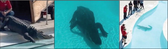 “G” the alligator goes to the waterpark “G” the alligator goes to the waterpark