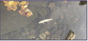 100’s of fish dead, poor pool care blamed 100’s of fish dead, poor pool care blamed