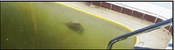 Florida man discovers 2-ft long ray in pool Florida man discovers 2-ft long ray in pool