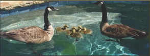 Pool Reflections .. Pool Reflections ..
